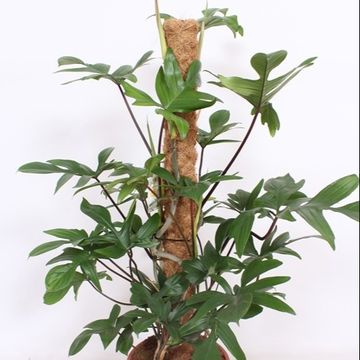 Philodendron pedatum