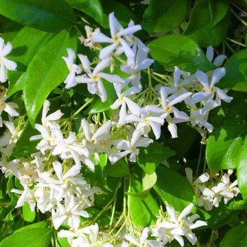 Trachelospermum jasminoides