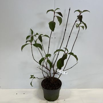 Viburnum x bodnantense 'Charles Lamont'