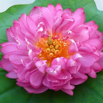 Nelumbo nucifera FENG SHUI