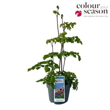 Thalictrum 'Black Stockings'