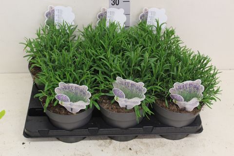 Lavandula angustifolia 'Munstead'