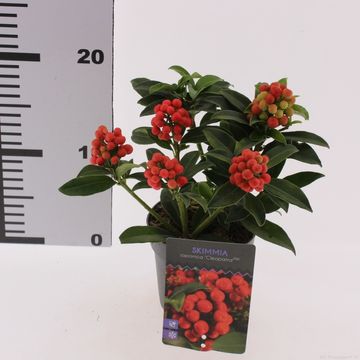 Skimmia japonica CLEOPATRA