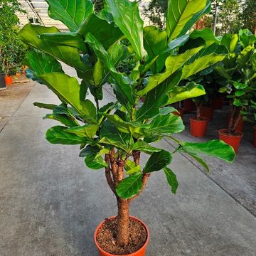 Ficus lyrata