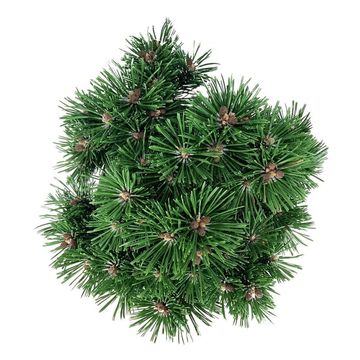 Pinus mugo 'Benjamin'