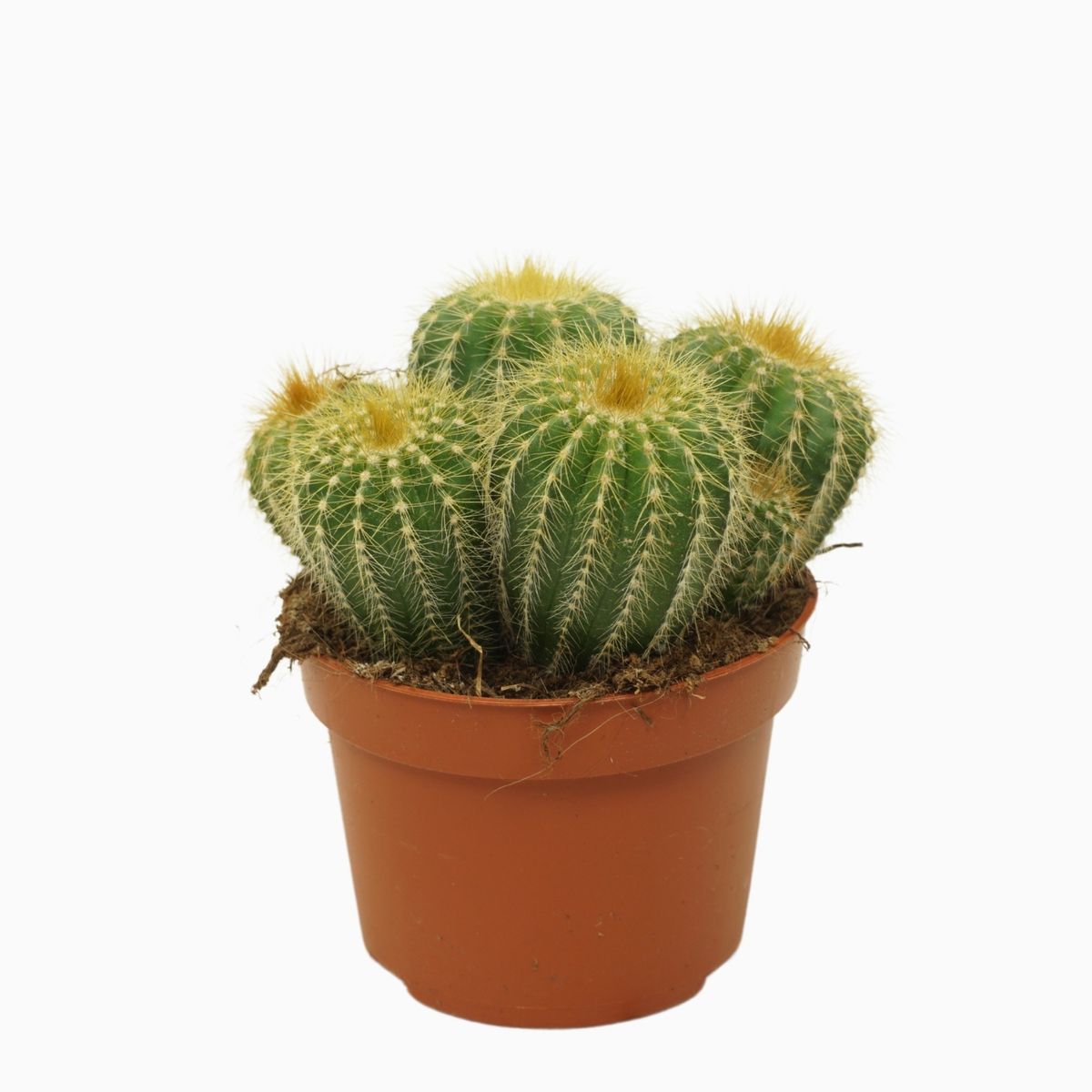 Eriocactus warasii — Растения Оптовая FlorAccess