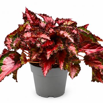 Begonia BELEAF INCA NIGHT
