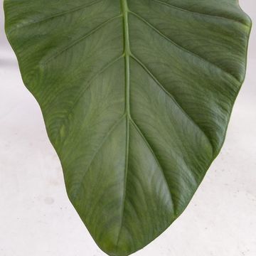 Alocasia 'Opal Beauty'