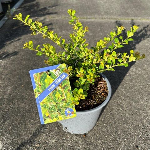 Ilex crenata 'Golden Gem'