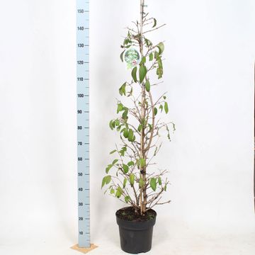 Viburnum plicatum KILIMANDJARO