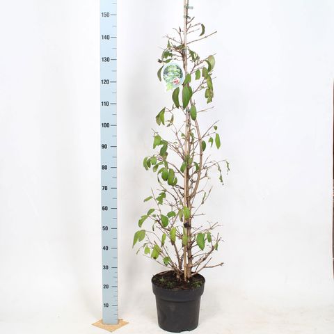 Viburnum plicatum KILIMANDJARO