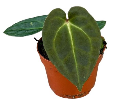 Anthurium besseae x forgetii