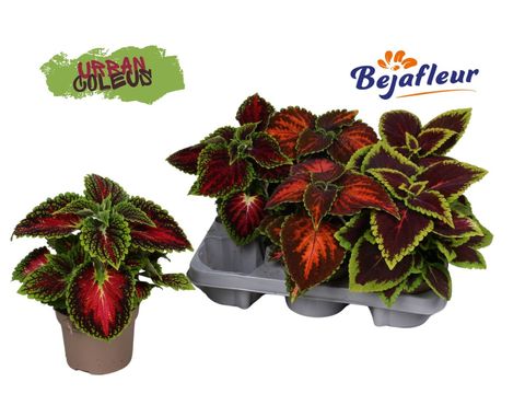 Coleus Urban Mix