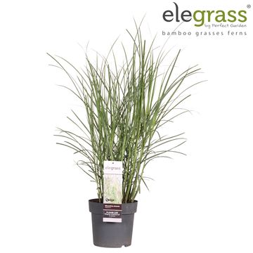 Miscanthus sinensis 'Malepartus'