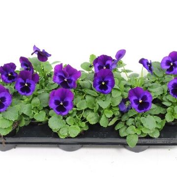 Viola x wittrockiana 'Delta Neon Violet'