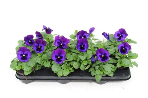 Viola x wittrockiana 'Delta Neon Violet'