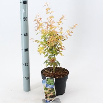 Acer palmatum 'Оранж Дрим'