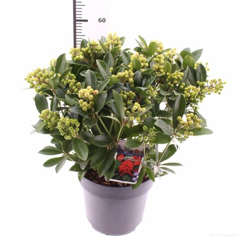 Skimmia japonica 'Temptation'