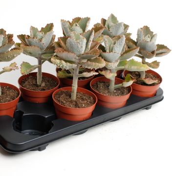 Kalanchoe beharensis