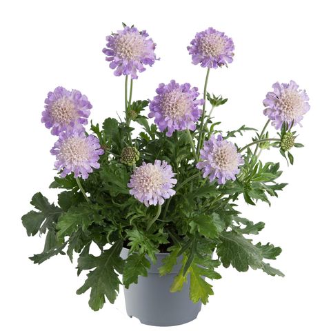 Scabiosa columbaria 'Butterfly Blue'