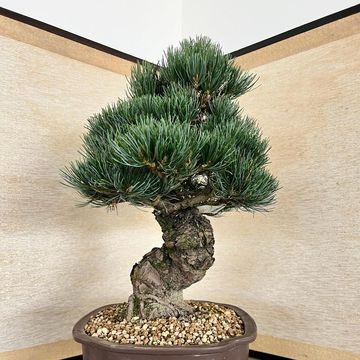 Pinus parviflora