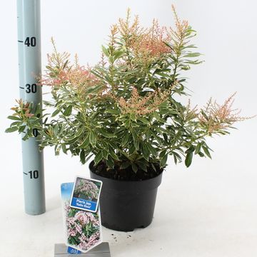 Pieris japonica RALTO ROSE