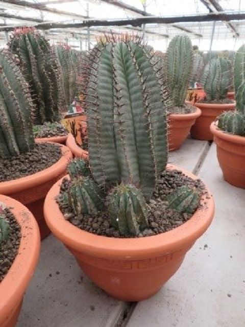 Euphorbia horrida striata