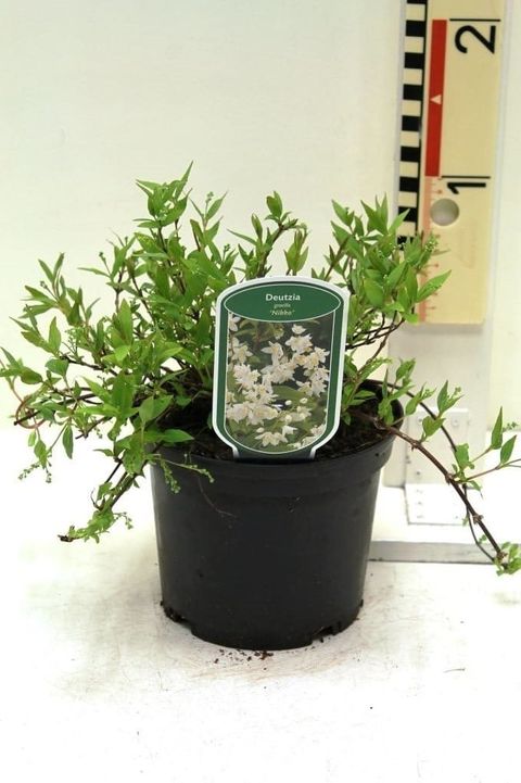 Deutzia gracilis 'Никко'