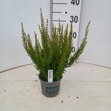 Erica gracilis HEIDI'S PEACHES