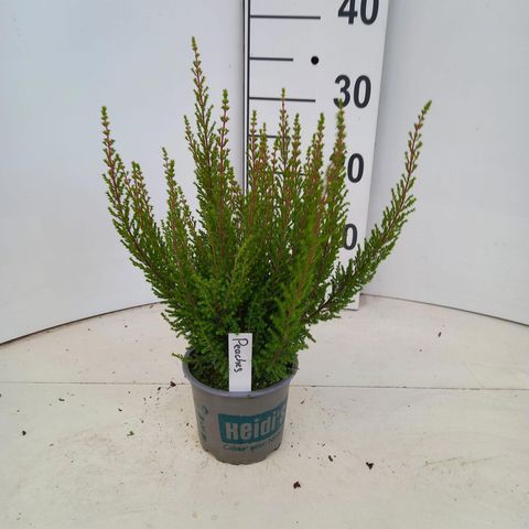 Erica gracilis HEIDI'S PEACHES