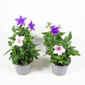 Platycodon grandiflorus MIX
