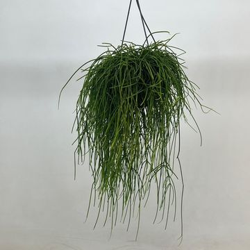 Rhipsalis baccifera shaferi