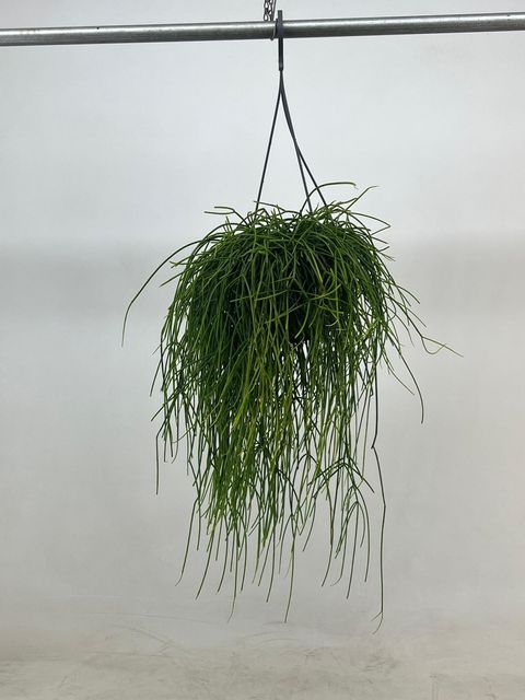 Rhipsalis baccifera shaferi