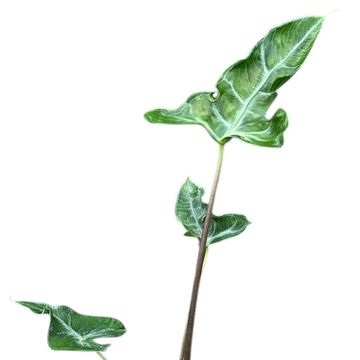 Alocasia 'Teletubbies'