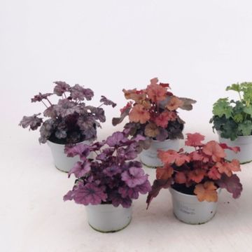Heuchera MIX