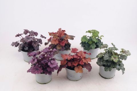 Heuchera MIX