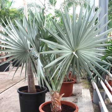 Bismarckia nobilis