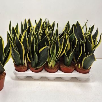 Sansevieria trifasciata 'Black Gold'