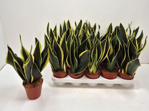 Sansevieria trifasciata 'Black Gold'