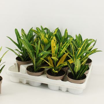 Codiaeum variegatum 'Sunny Star'