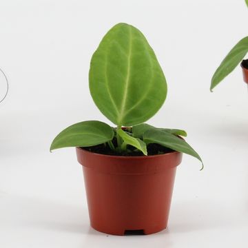 Anthurium villenaorum