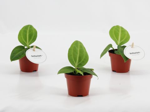 Anthurium villenaorum