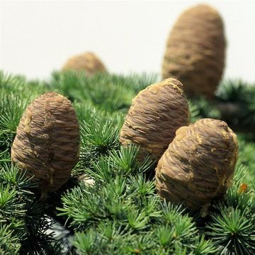 Cedrus libani