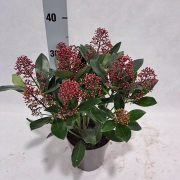 Skimmia japonica 'Rubella'