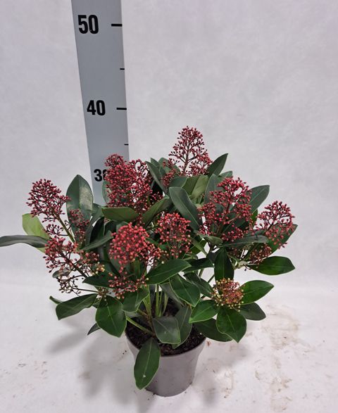 Skimmia japonica 'Rubella'