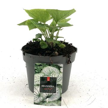 Brunnera macrophylla 'Jack Frost'