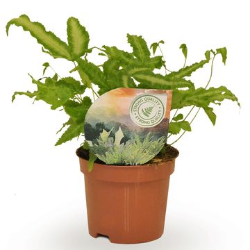 Pteris cretica 'Albolineata'