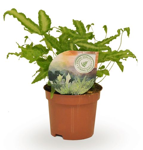 Pteris cretica 'Albolineata'