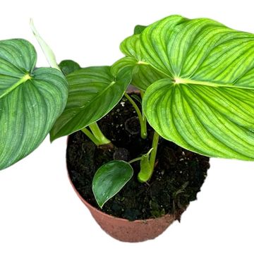 Philodendron pastazanum