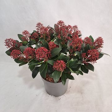 Skimmia japonica 'Rubella'